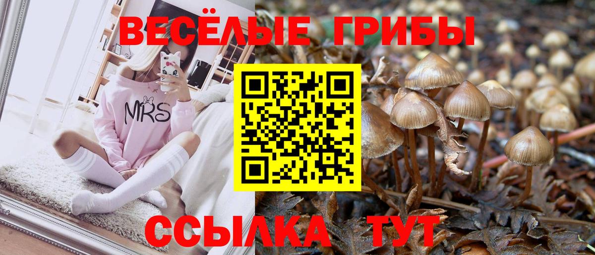 Псилоцибиновые грибы Psilocybe Лыткарино